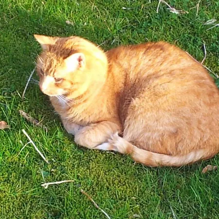 Idyll In